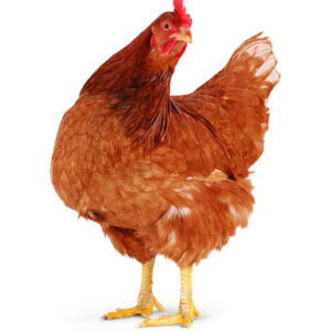 Pran Dhaka Cheese 100gm Dashi  Freash